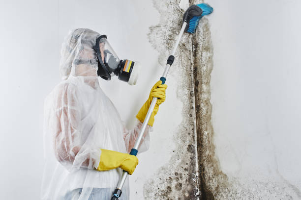 Why You Should Choose Our Mold Remediation Services in Woodville, MS